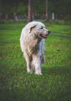 A picture of dog