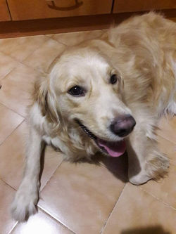 19692619_1693122410728197_2085697049_n