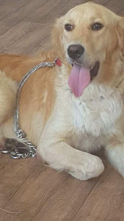 20916065_1262250593921460_560374404_n