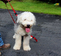 18486114_1764111750586331_4173045692349633744_n