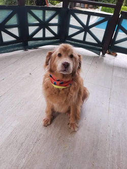 received_332475705118409