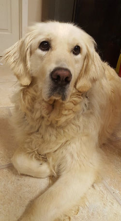 20839392_10213204610085816_498149614_n