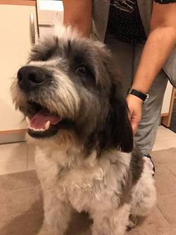 17553970_1739371309727042_7337609271628527371_n