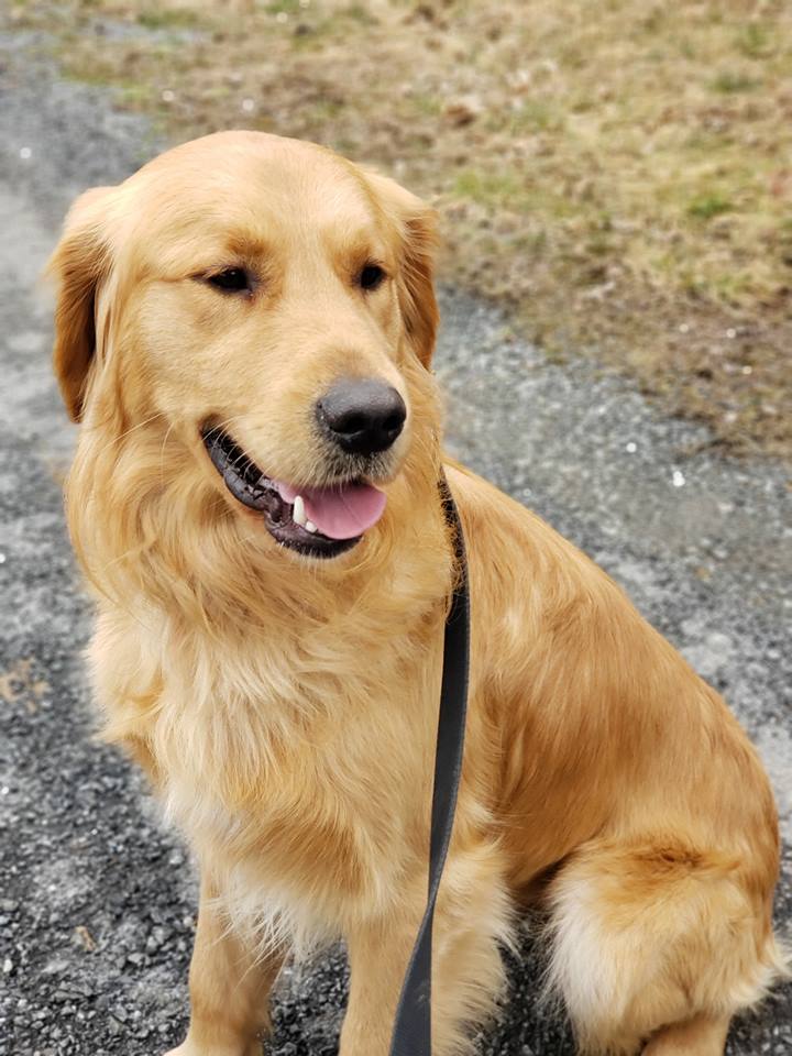 golden retriever 2 years old