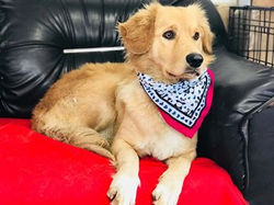 24019905_1329627810517071_1150685518_n