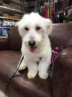 17629762_1739371679727005_9185641484549100012_n