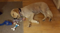 20526735_10213053476547572_1273338374_n