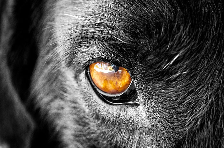 dog-5105263_960_720.jpg