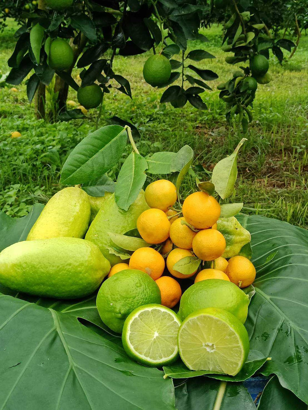 ree