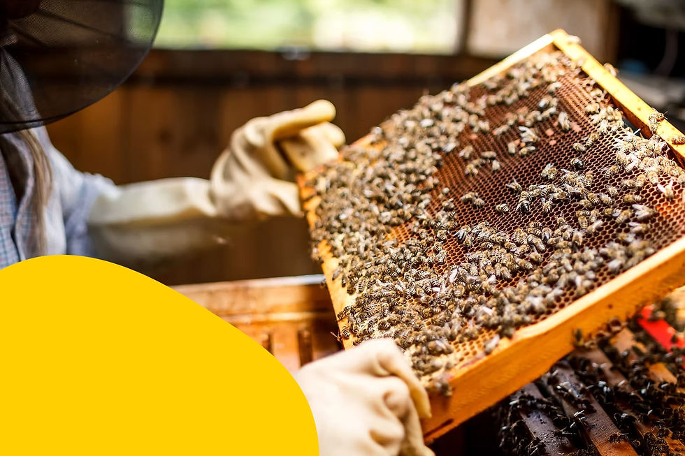 a beekeeper working with bees in wooden a hive
