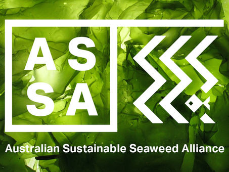 Momentum gathers for Australia’s peak seaweed body