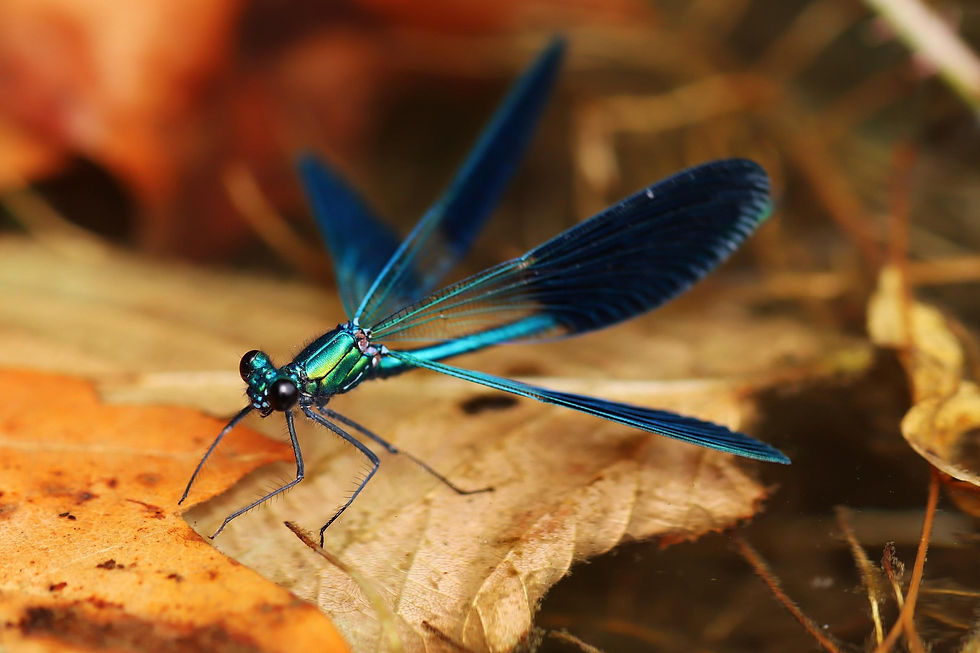 julie_vy12-dragonfly-7975259_1920.jpg