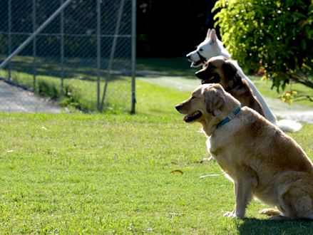 YOUR DOG AND PACK STRUCTURE