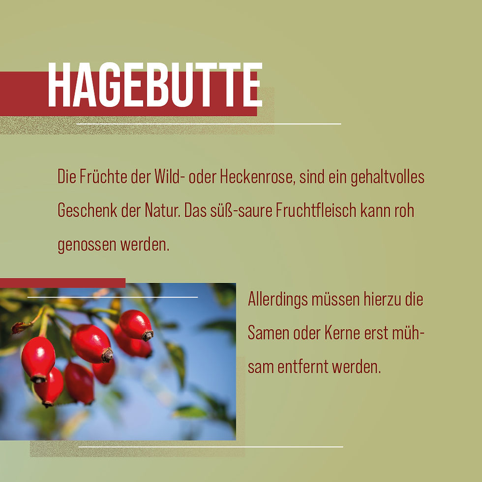 縮圖：🇩🇪 Sanct Bernhard 有機玫瑰果粉 (500g)