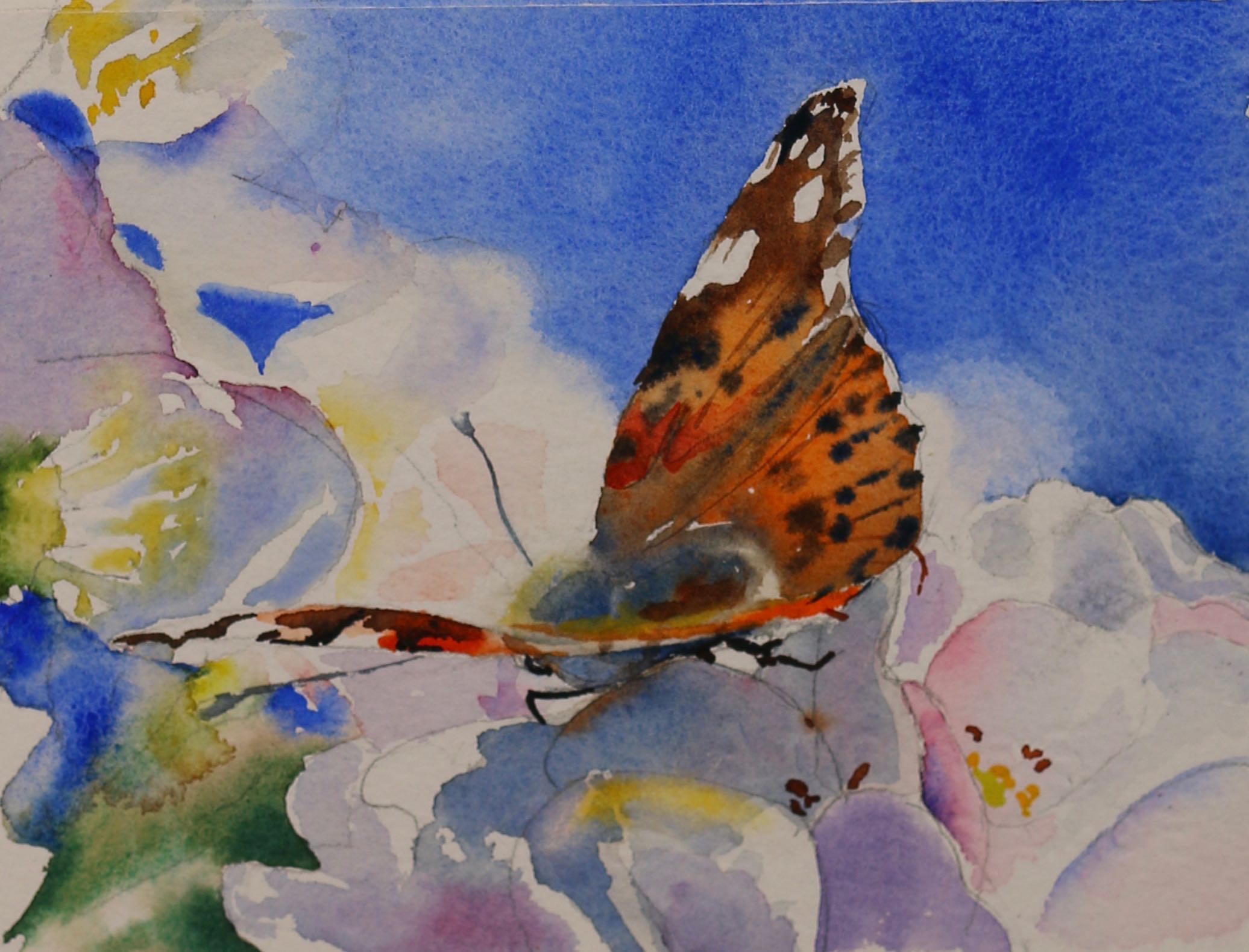 Painted Lady
