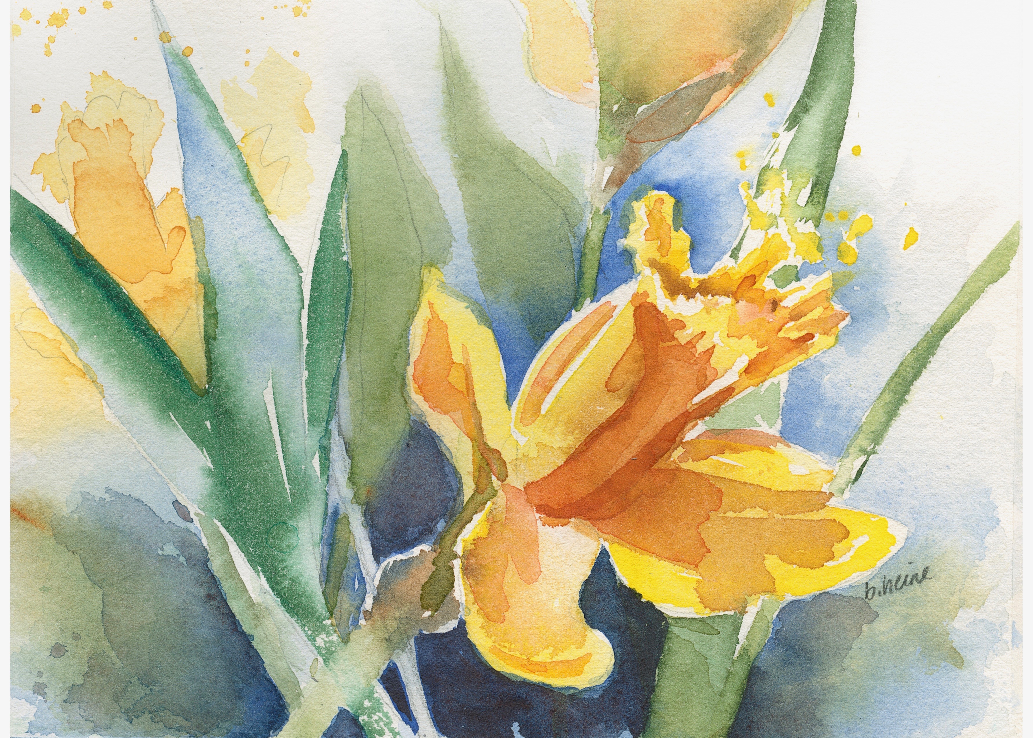 Daffodils