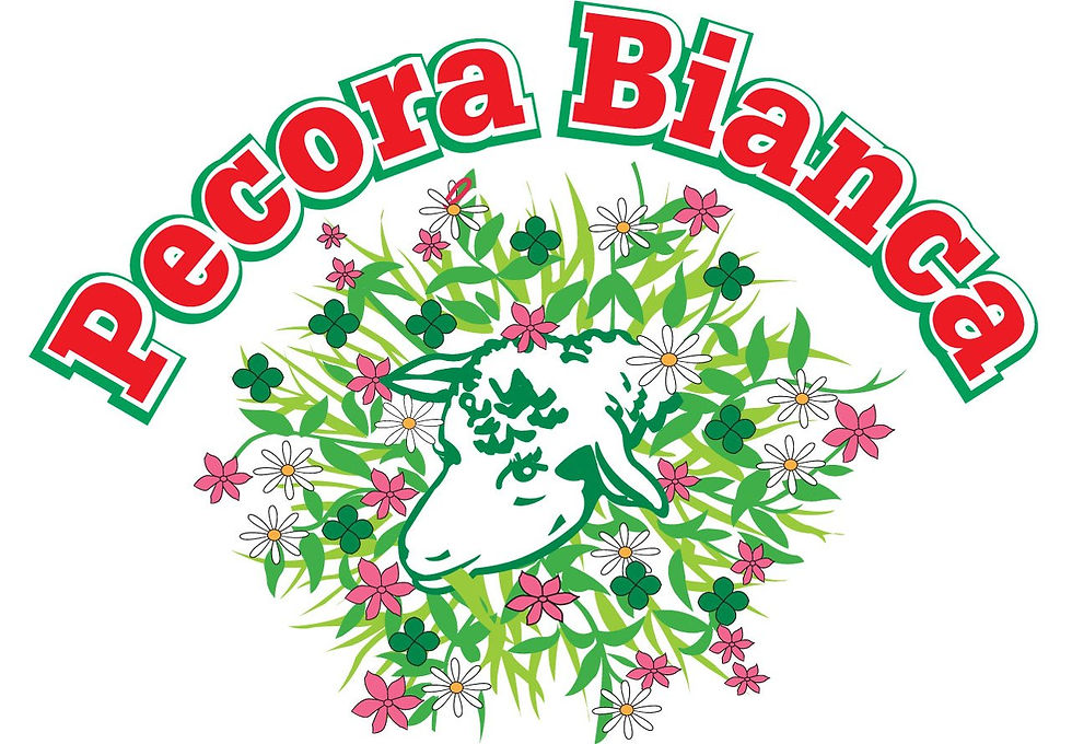 pecora bianca pecorino2
