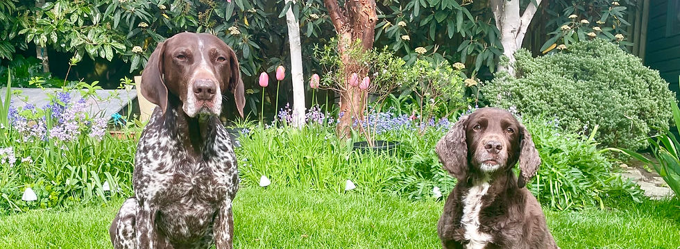 garden maintenance | chelmsford essex