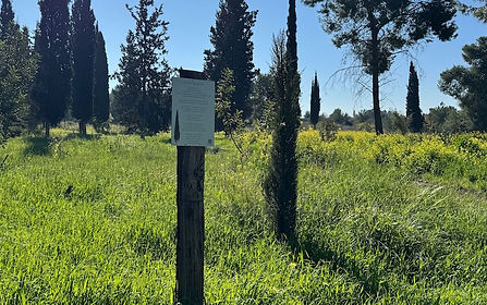 דודיק הלפרין - הברוש של המדינה