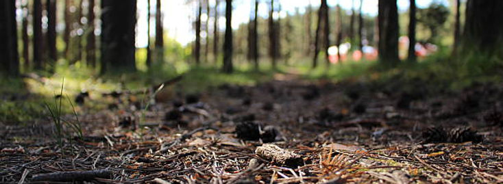 dirt on forest floor.jpg