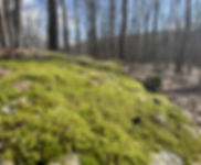 Moss for mountain wanders.jpg