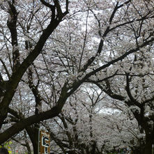 3/28月曜サイクリング