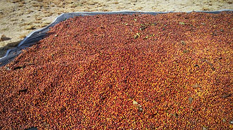 CEREZA DE CAFÉ SECA