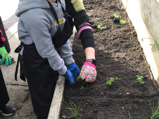 Planting