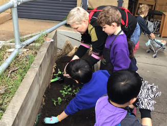 Planting