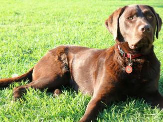 Ruby