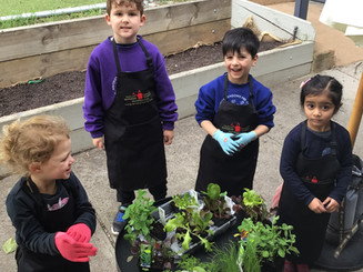 What do plants need to live