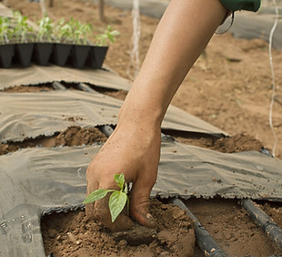 Planting Young Seedling