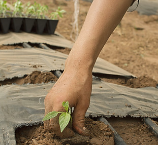 Planting Plants