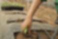 Plantes de plantation
