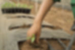 Person planting on a covered crop