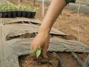 種まき型の仕事をする