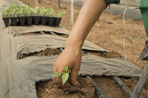 Planting Plants