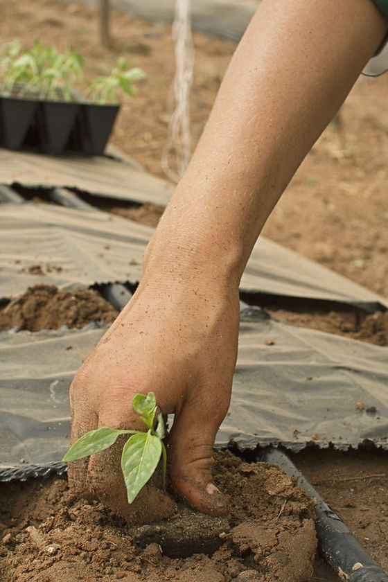 Planting Plants