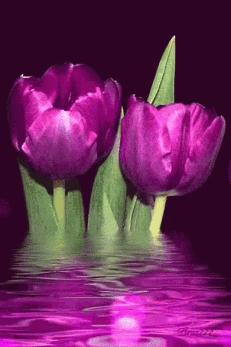 tmp(4).gif