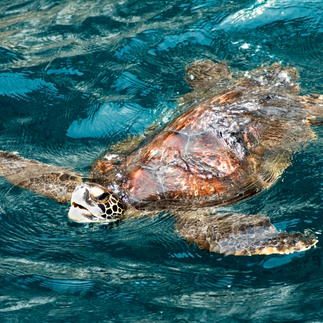 Swimming turtle at Galapagos Island in Ecuador