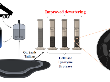 Enzyme-assisted dewatering of oil sands tailings: Significance of water chemistry and biological activity