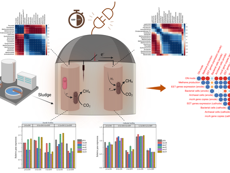 Intermittent energization catalyzes direct interspecies electron transfer in electro-anaerobic digestion of sewage sludge