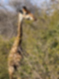 This giraffe hung out with us all day. In the backyard of our lodge.