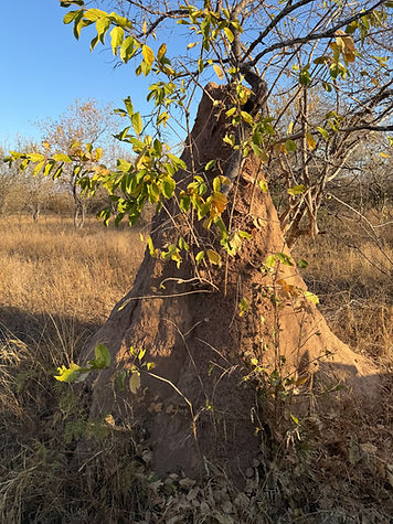 Termite mound
