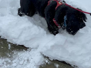 My dog frolicking in the snow.