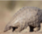 Pangolin