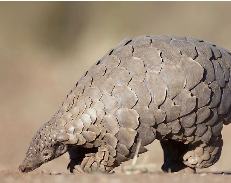 Do you know what a pangolin is?