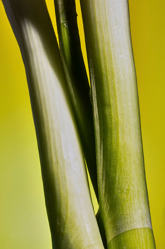 Detailaufnahme von Frühlingszwiebeln vor gelb-grünem Hintergrund.