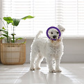 shutterstock_2560983853.jpg