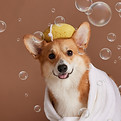 shutterstock_2471092761.jpg